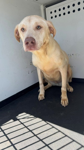 Shelter Stray Male Dog last seen Near BLOCK OF CYPRESS POINT DR, BAKERSFIELD CA, 201 S Mt Vernon Ave, Bakersfield, CA 93307, USA