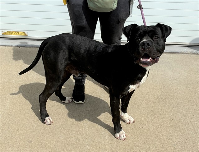 Shelter Stray Male Dog last seen Near BLOCK BOWEN AVE, 3528 Newburg Rd, Louisville, KY 40218, USA
