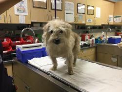 Shelter Stray Male Dog last seen KRAMERIA AVE/ WOOD RD RIVERSIDE, CA 92508, 6851 Van Buren Boulevard, Jurupa Valley, CA 92509, USA