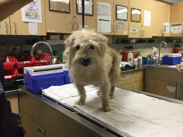 Shelter Stray Male Dog last seen KRAMERIA AVE/ WOOD RD RIVERSIDE, CA 92508, 6851 Van Buren Boulevard, Jurupa Valley, CA 92509, USA