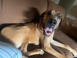 Shelter Stray Male Dog last seen Near BLOCK WABASH PL, 3528 Newburg Rd, Louisville, KY 40218, USA