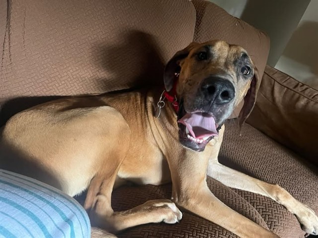 Shelter Stray Male Dog last seen Near BLOCK WABASH PL, 3528 Newburg Rd, Louisville, KY 40218, USA