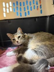 Shelter Stray Female Cat last seen LITTLE HARBOR WY / CHIMES HARBOR DR, 9150 Union Park Way, Elk Grove, CA 95624, USA
