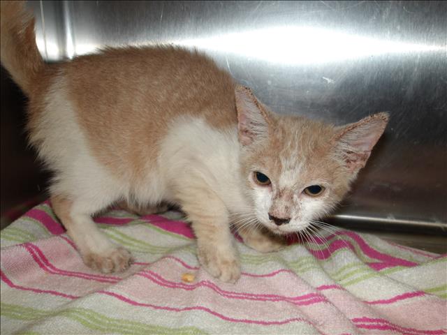 Shelter Stray Female Cat last seen , 11361 W Pico Blvd, Los Angeles, CA 90064, USA