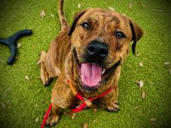Shelter Stray Male Dog last seen , 2769 Conroy Rd, Orlando, FL 32839, USA