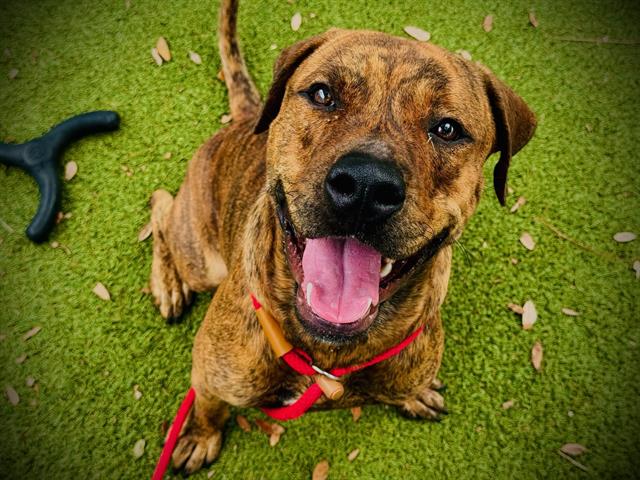 Shelter Stray Male Dog last seen , 2769 Conroy Rd, Orlando, FL 32839, USA