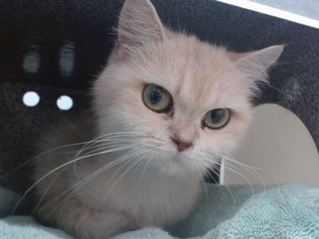 Shelter Stray Female Cat last seen , 2769 Conroy Rd, Orlando, FL 32839, USA