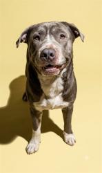 Shelter Stray Male Dog last seen Near BLOCK E 31ST ST, 2020 Forest St, Jacksonville, FL 32204, USA