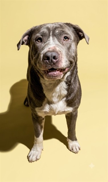 Shelter Stray Male Dog last seen Near BLOCK E 31ST ST, 2020 Forest St, Jacksonville, FL 32204, USA