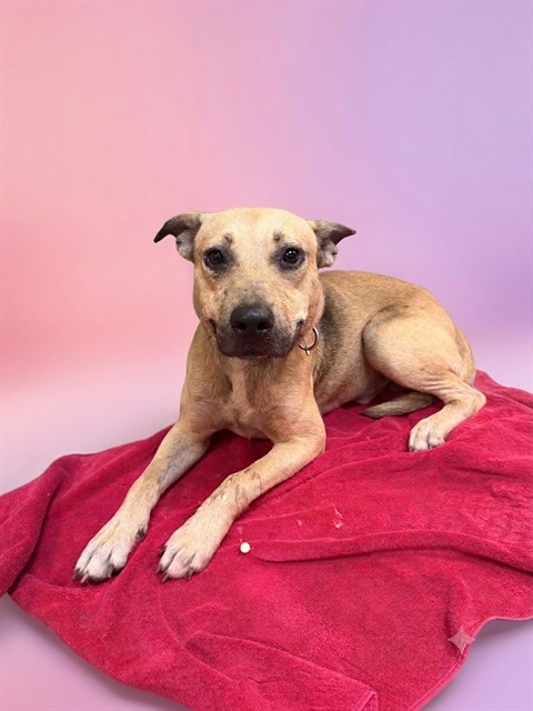 Shelter Stray Male Dog last seen Near BLOCK PHELP ST, 2020 Forest St, Jacksonville, FL 32204, USA