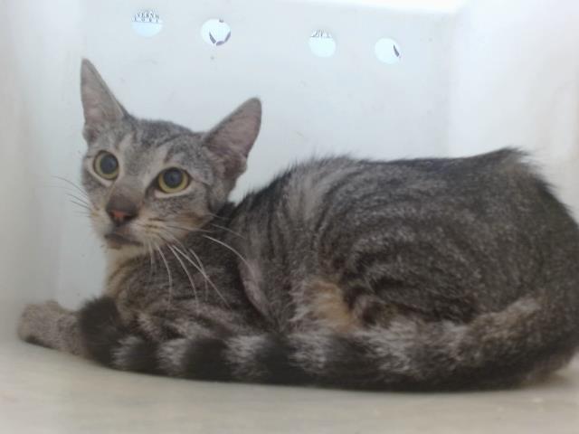Shelter Stray Female Cat last seen , 2769 Conroy Rd, Orlando, FL 32839, USA