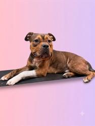 Shelter Stray Male Dog last seen Near BLOCK PHELP ST, 2020 Forest St, Jacksonville, FL 32204, USA