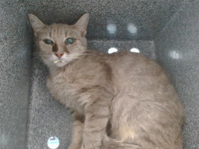 Shelter Stray Female Cat last seen , 2769 Conroy Rd, Orlando, FL 32839, USA