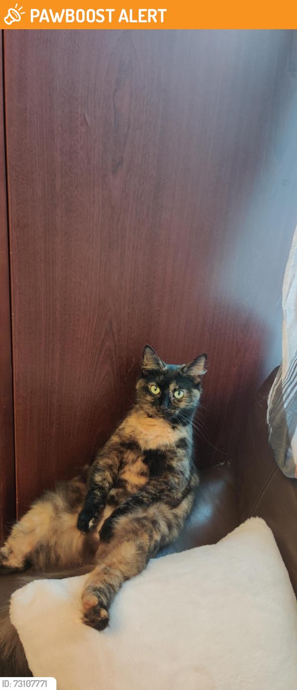 Found/Stray Female Cat last seen Springfield road, Walthamstow ,E17 8DB , Greater London, England E17