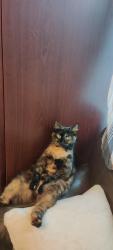Found/Stray Female Cat last seen Springfield road, Walthamstow ,E17 8DB , Greater London, England E17