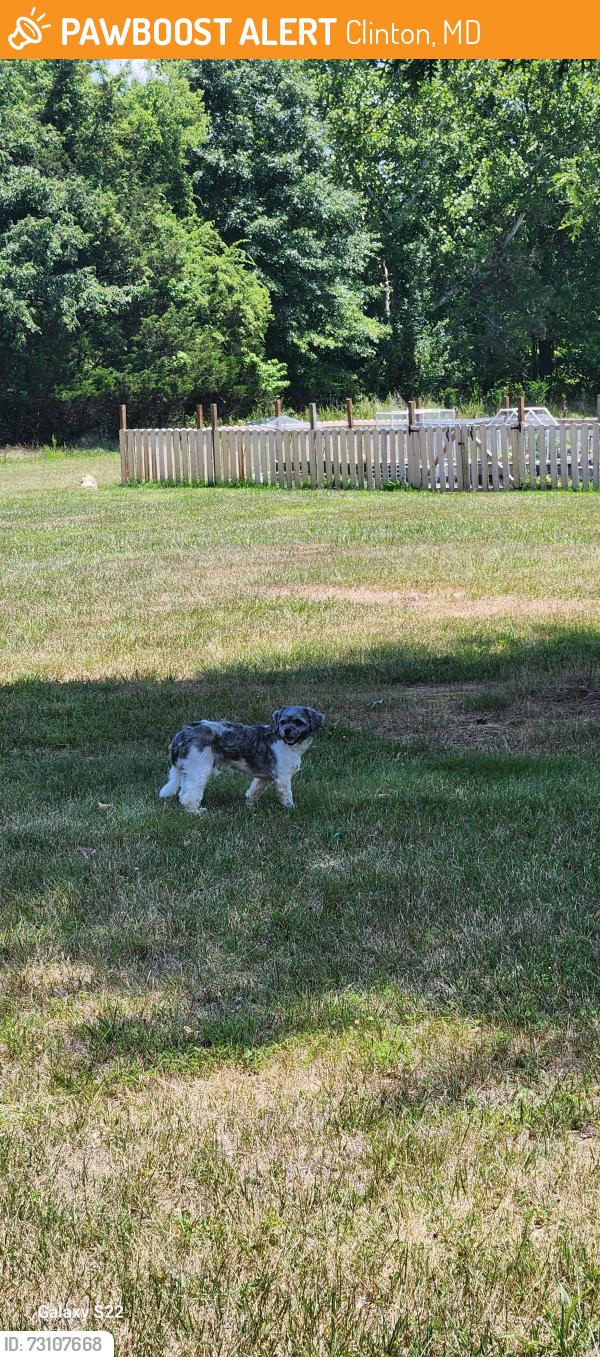 Found/Stray Male Dog last seen Pumpkin Street, Clinton, Md, Clinton, MD 20735