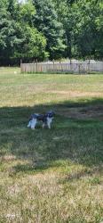 Found/Stray Male Dog last seen Pumpkin Street, Clinton, Md, Clinton, MD 20735
