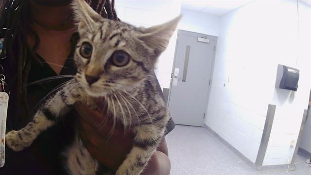 Shelter Stray Female Cat last seen CHARLOTTE, 8315 Byrum Dr, Charlotte, NC 28217, USA