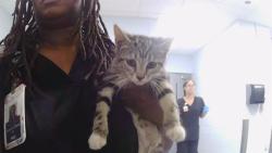 Shelter Stray Female Cat last seen CHARLOTTE, 8315 Byrum Dr, Charlotte, NC 28217, USA