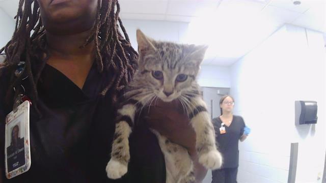 Shelter Stray Female Cat last seen CHARLOTTE, 8315 Byrum Dr, Charlotte, NC 28217, USA