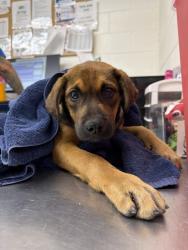 Shelter Stray Male Dog last seen BONVIEW & MAPLE, 333 Chandler Pl, San Bernardino, CA 92408, USA