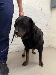 Shelter Stray Female Dog last seen 9TH STREET, 333 Chandler Pl, San Bernardino, CA 92408, USA
