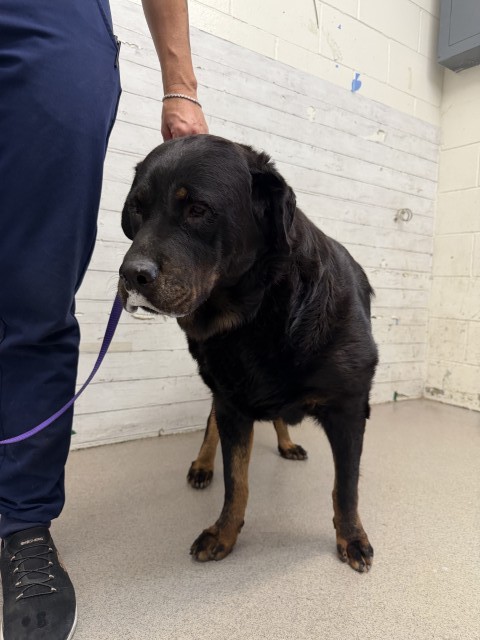 Shelter Stray Female Dog last seen 9TH STREET, 333 Chandler Pl, San Bernardino, CA 92408, USA