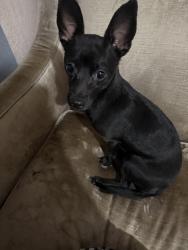 Found/Stray Male Dog last seen Torrey Pines and Washington, Las Vegas, NV 89108
