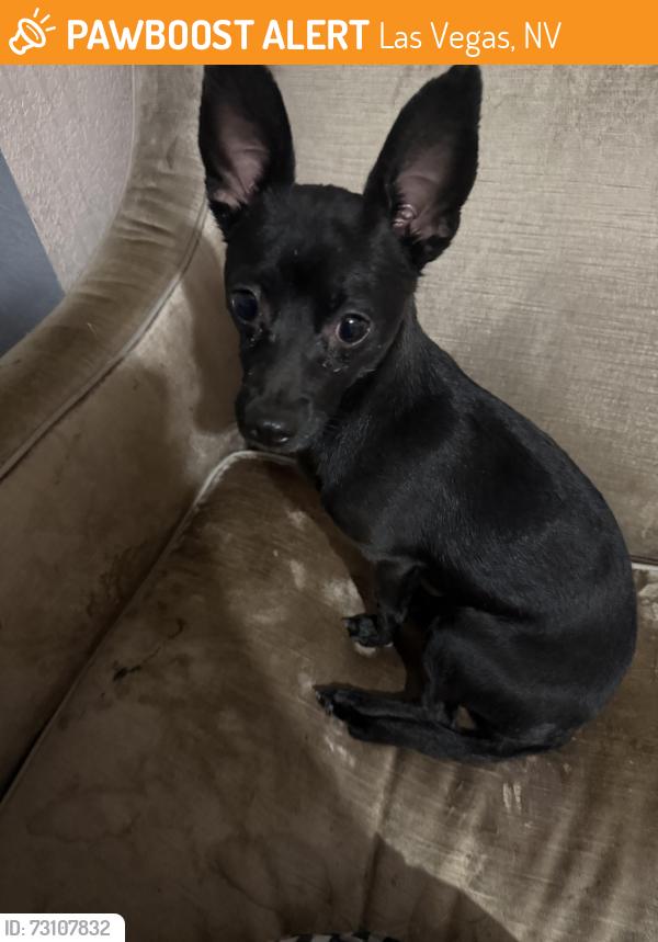 Found/Stray Male Dog last seen Torrey Pines and Washington, Las Vegas, NV 89108
