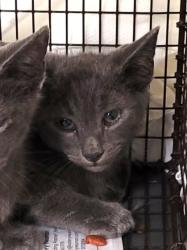 Shelter Stray Male Cat last seen , 1850 W 60th St, Los Angeles, CA 90047, USA