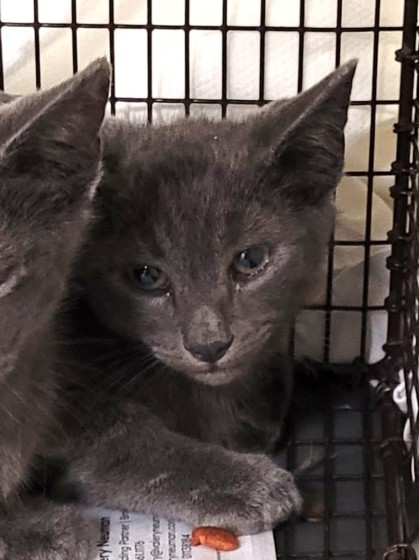 Shelter Stray Male Cat last seen , 1850 W 60th St, Los Angeles, CA 90047, USA