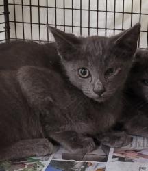 Shelter Stray Female Cat last seen , 1850 W 60th St, Los Angeles, CA 90047, USA