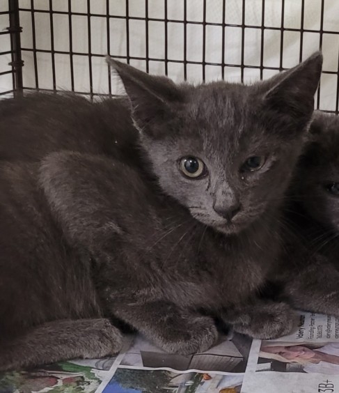 Shelter Stray Female Cat last seen , 1850 W 60th St, Los Angeles, CA 90047, USA