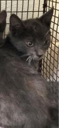 Shelter Stray Male Cat last seen , 1850 W 60th St, Los Angeles, CA 90047, USA