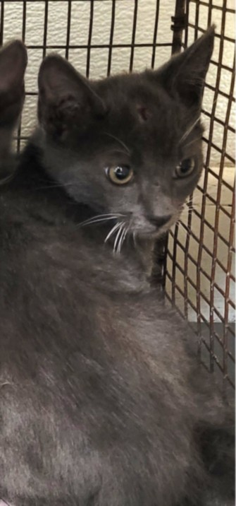 Shelter Stray Male Cat last seen , 1850 W 60th St, Los Angeles, CA 90047, USA