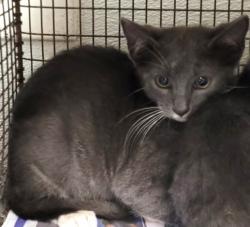 Shelter Stray Male Cat last seen , 1850 W 60th St, Los Angeles, CA 90047, USA