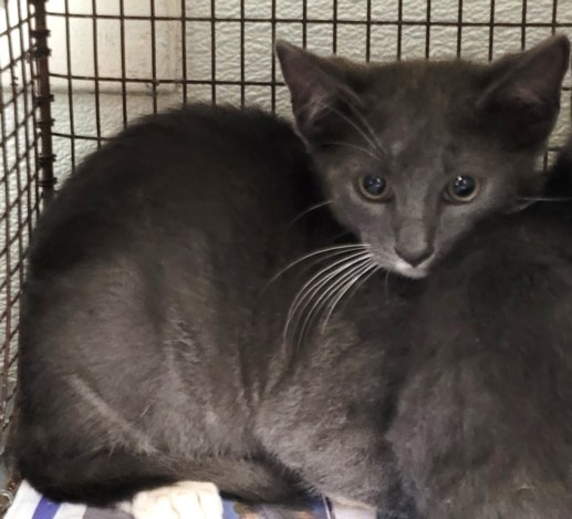 Shelter Stray Male Cat last seen , 1850 W 60th St, Los Angeles, CA 90047, USA