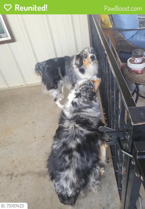 Reunited Unknown Dog last seen Grover and hmstd Drive, Lubbock, TX 79416