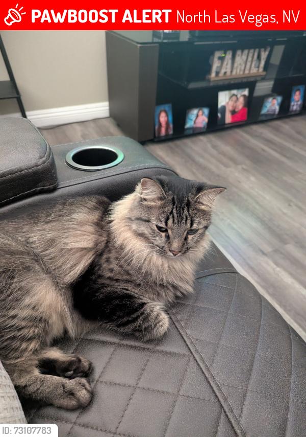 Lost Female Cat last seen N. Decatur / Grand Teton, North Las Vegas, NV 89085