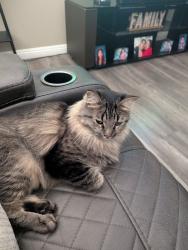 Lost Female Cat last seen N. Decatur / Grand Teton, North Las Vegas, NV 89085