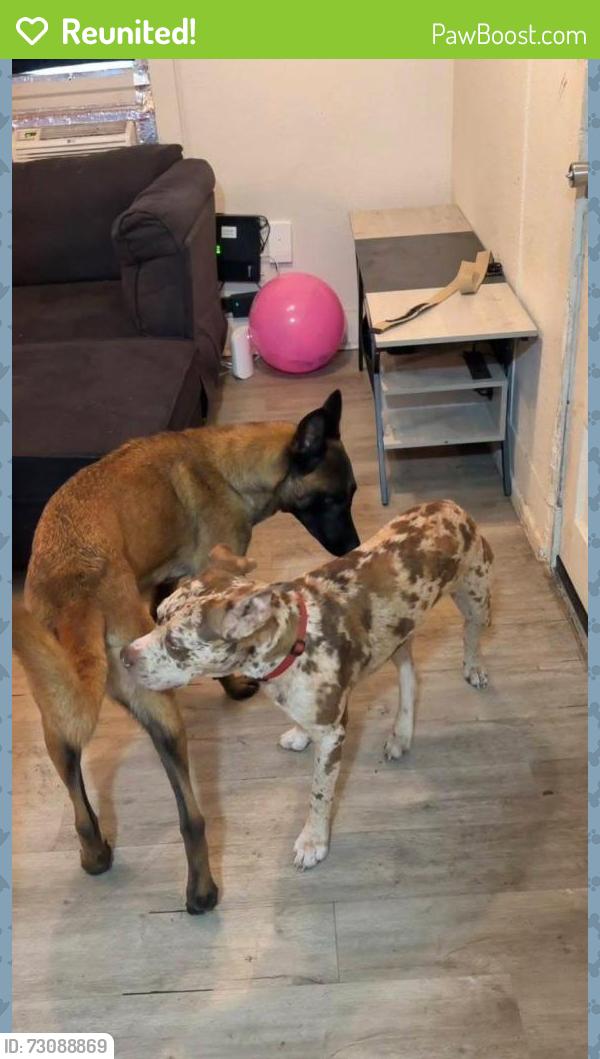 Reunited Male Dog last seen Near Bay Ave SE, Lakeland, FL 33812, USA, Lakeland, FL 33812