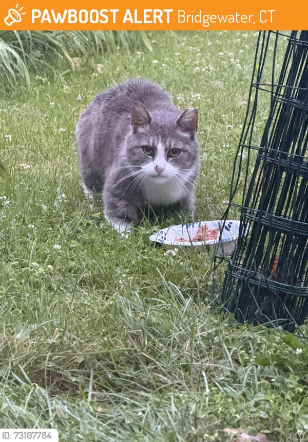 Found/Stray Unknown Cat last seen Sarah Sanford, Bridgewater, CT 06752