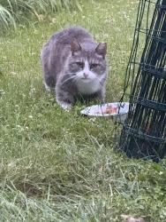 Found/Stray Unknown Cat last seen Sarah Sanford, Bridgewater, CT 06752