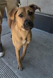 Shelter Stray Female Dog last seen , 1850 W 60th St, Los Angeles, CA 90047, USA