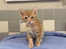 Shelter Stray Male Cat last seen , 957 N Gaffey St, San Pedro, CA 90731, USA