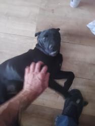 Found/Stray Male Dog last seen Owen St and banana ave, Fontana, CA 92337