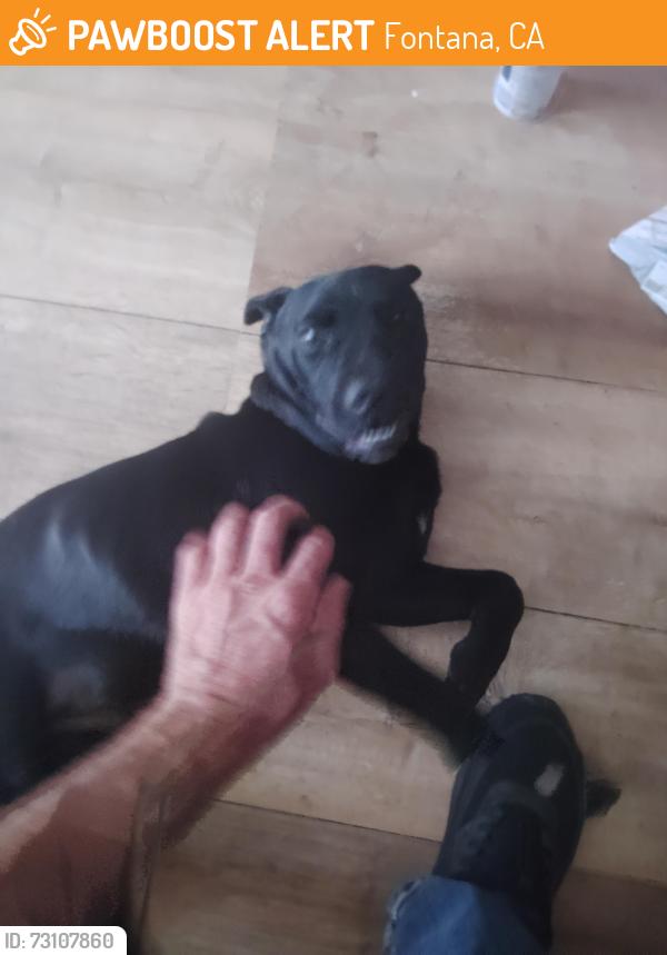 Found/Stray Male Dog last seen Owen St and banana ave, Fontana, CA 92337