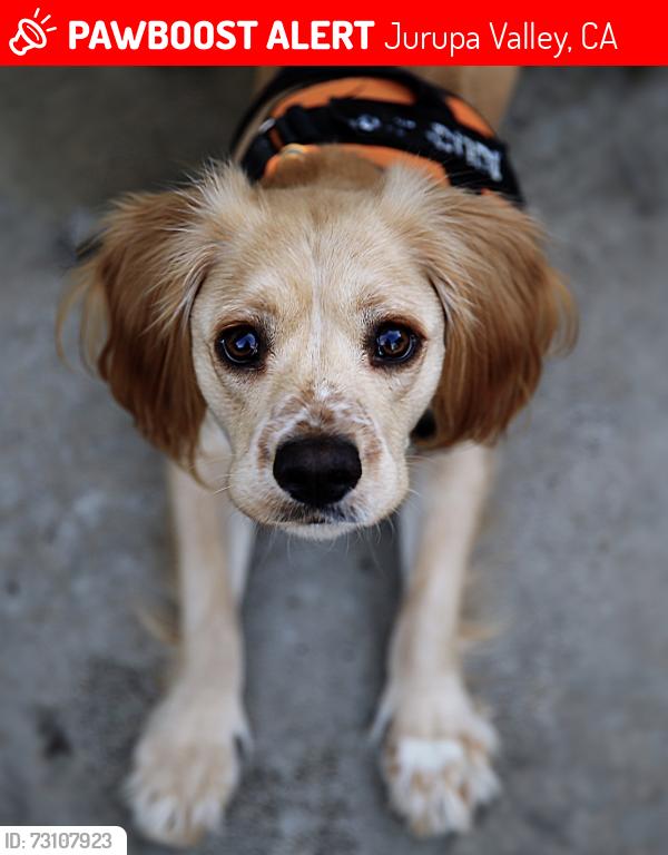 Lost Male Dog last seen pats ranch rd, Jurupa Valley, CA 91752