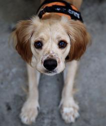 Lost Male Dog last seen pats ranch rd, Jurupa Valley, CA 91752