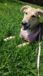 Reunited Female Dog last seen turtle vista park, Irvine, CA 92603